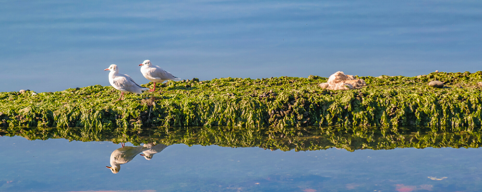 Birds of Chile 960 by 384 2
